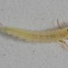 fingernet-caddisfly-larva