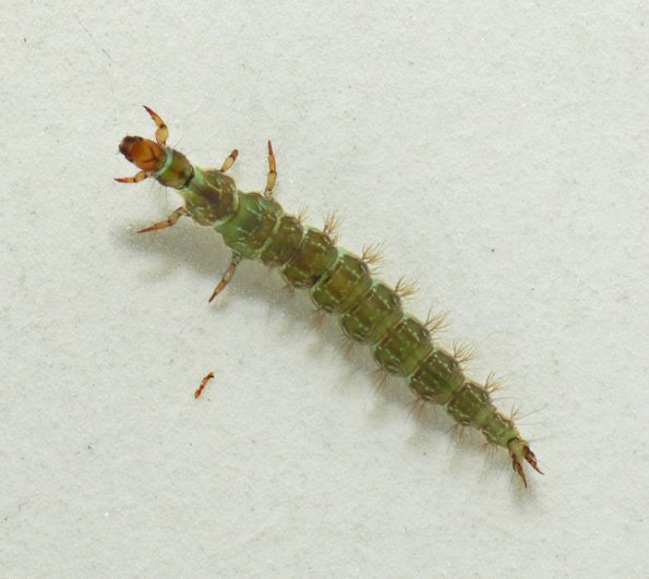 green-rock-worm-larva