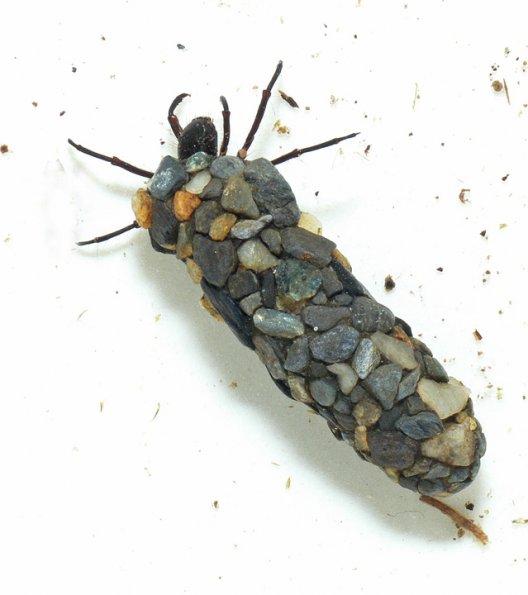 northern-case-maker-caddisfly
