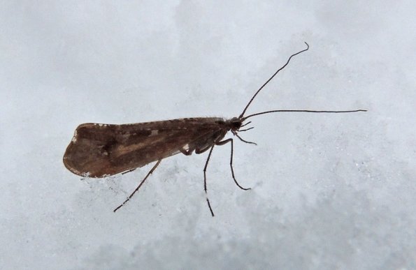 snow-sedge-caddisfly
