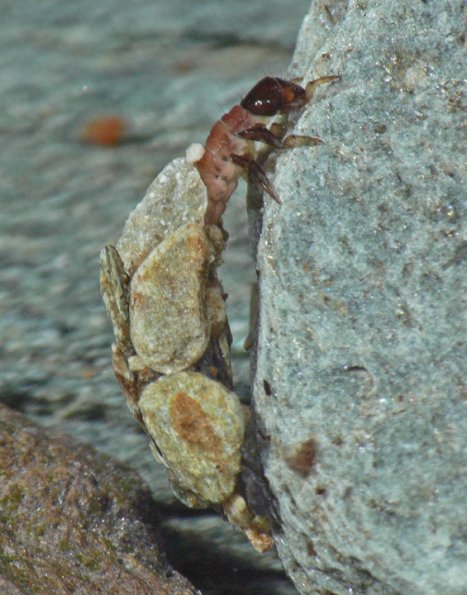 tortoise-case-maker-larva