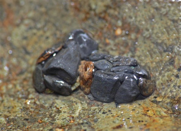 tortoise-case-maker-pupal-chamber