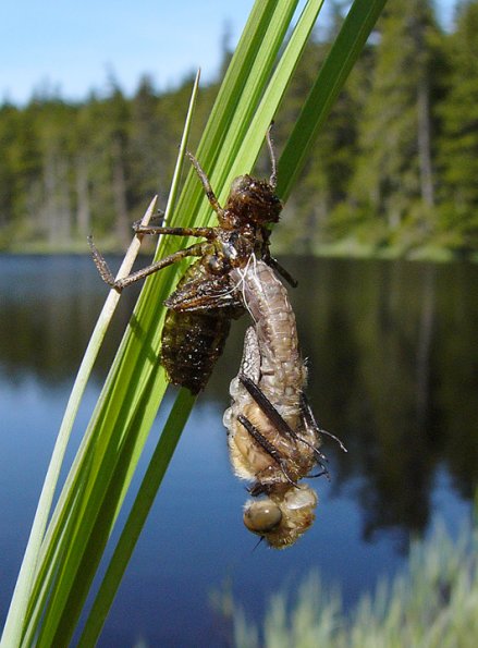 american-emerald-just-emerging-1