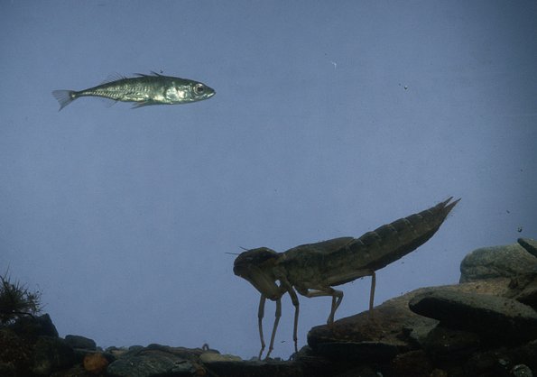 dragonfly-larva-looking-at-stickleback