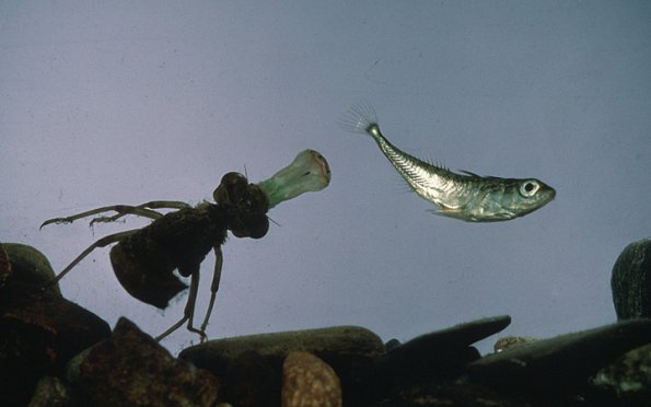dragonfly-larvae-missed-fish