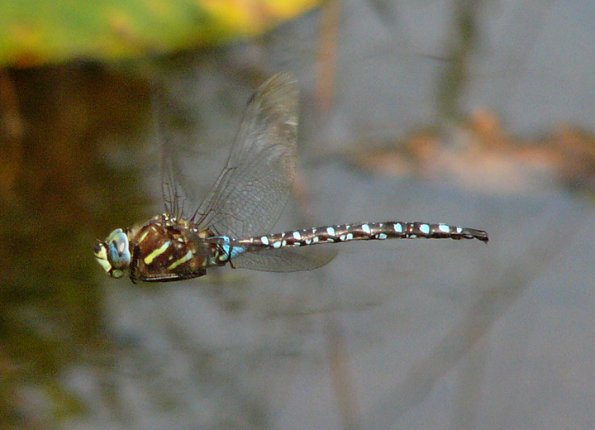 paddletailed-darner-in-flight