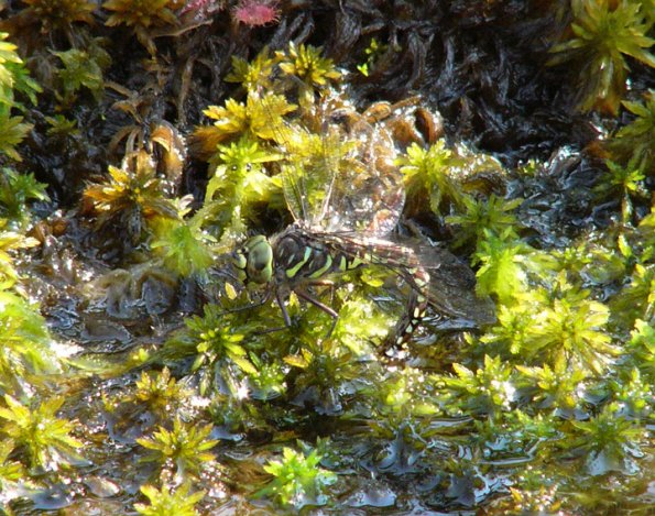 subarctic-darner-laying-eggs-in-moss