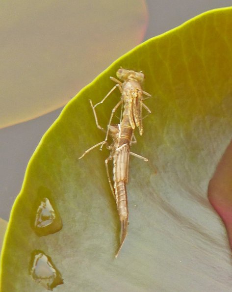 damselfly-1-emerging-from-its-exoskeleton