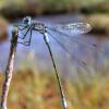 northern-spreadwing