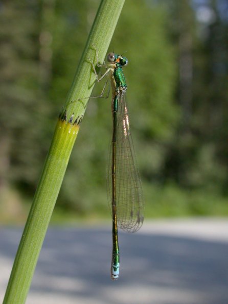 sedge-sprite-male