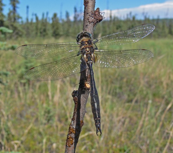 kennedy-s-emerald-posed
