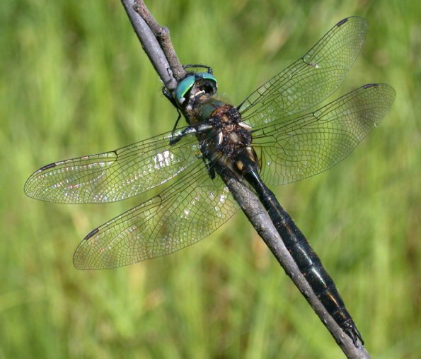 mountain-emerald-posed