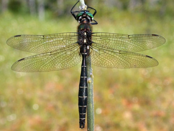 ringed-emerald-posed