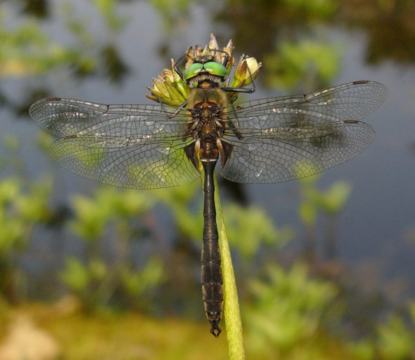 whitehouse-s-emerald-posed