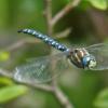 Paddle-tailed-Darner-Juneau-July-15-2015