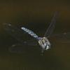 darner-in-flight
