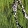 lake-darner