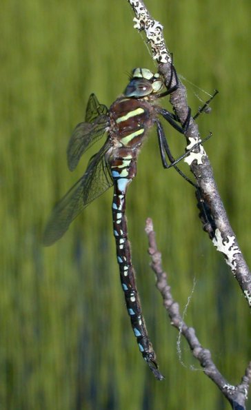 paddle-tailed-darner