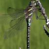 sedge-darner