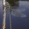 subarctic-darner