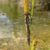 black-meadowhawk-male-posed