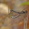 black-meadowhawks-mating-fairbanks-august-14