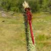 cherry-faced-meadowhawk-male-posed