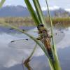 four-spotted-skimmer-male-posed