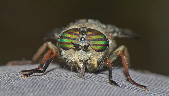 Horsefly-Glacier-Bay