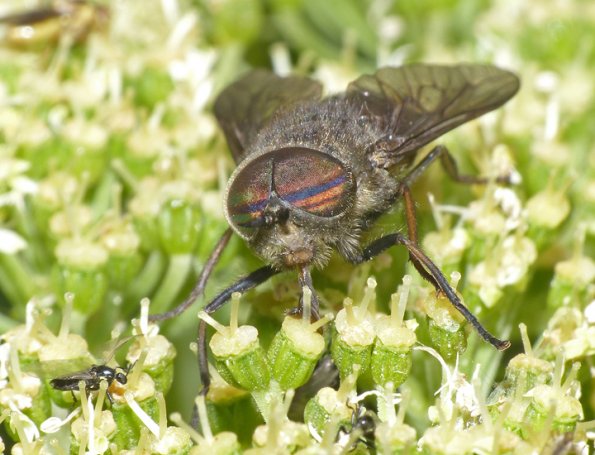 Horsefly-male