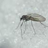 Snow-Midge