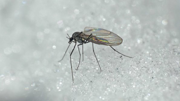 Snow-Midge