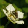 anthomyiidae-leucophora-fly-preying-on-thrips