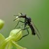 aquatic-dance-fly-adult-on-orchid