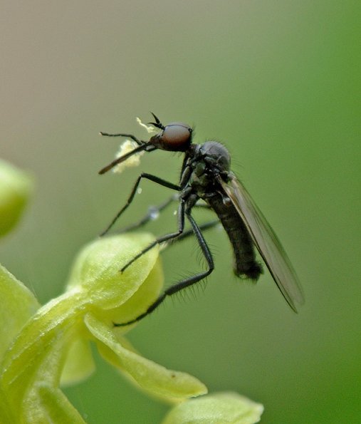 aquatic-dance-fly-adult-on-orchid