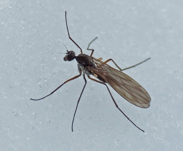 aquatic-dance-fly-adult