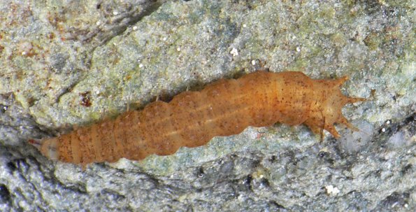 aquatic-dance-fly-larva