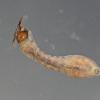black-fly-larva