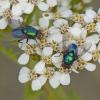 blow-flies-lucilia-sp.-male-right-female-left-on-yarrow