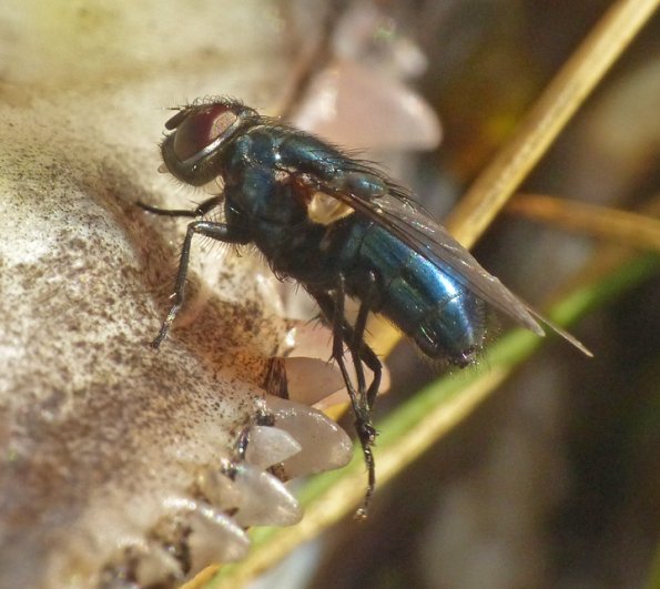 blow-fly-2-on-chum-salmon-carcass