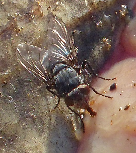 blow-fly-feeding-on-chum-salmon-carcass