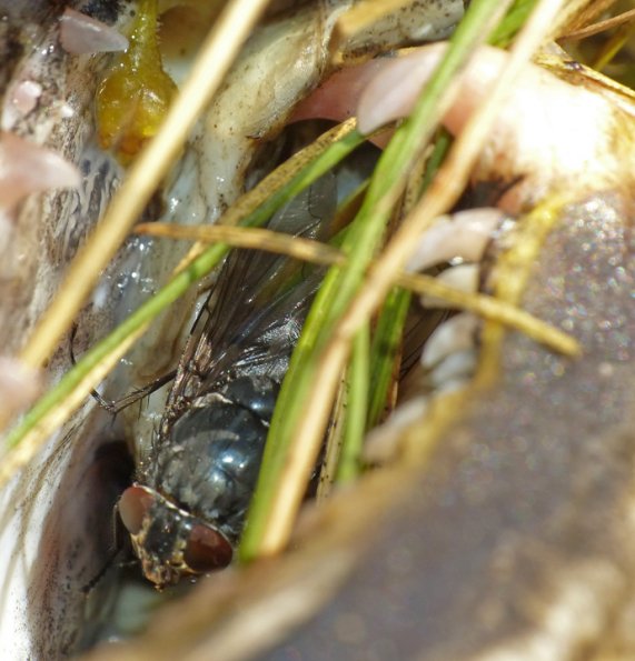 blow-fly-laying-eggs-on-chum-salmon