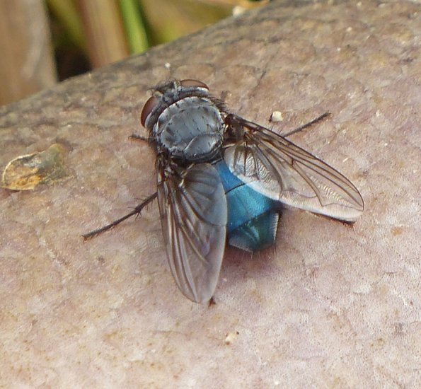 blow-fly-on-salmon-carcass