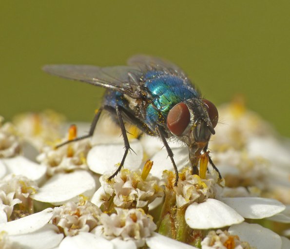 blow-fly-on-yarrow-flower