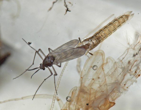 chironomid-adult-just-emerged