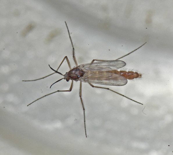 chironomid-adult