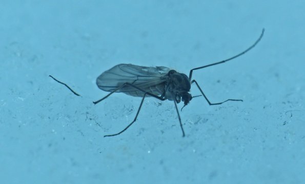 chironomid-female-on-snow