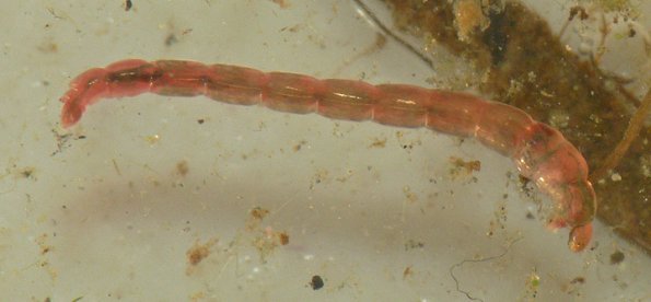 chironomid-larva