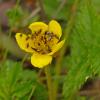 common-silverweed-potentilla-anserina-with-insects
