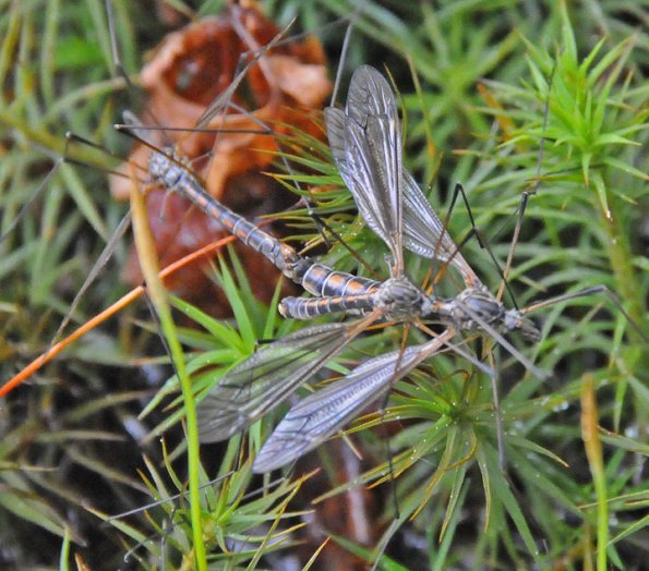 crane-flies-mating